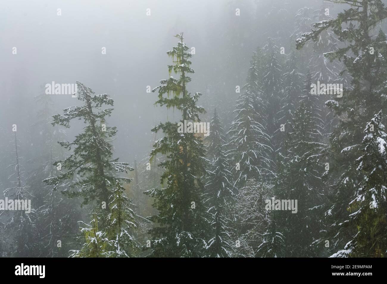 High conifer forest hi-res stock photography and images - Alamy
