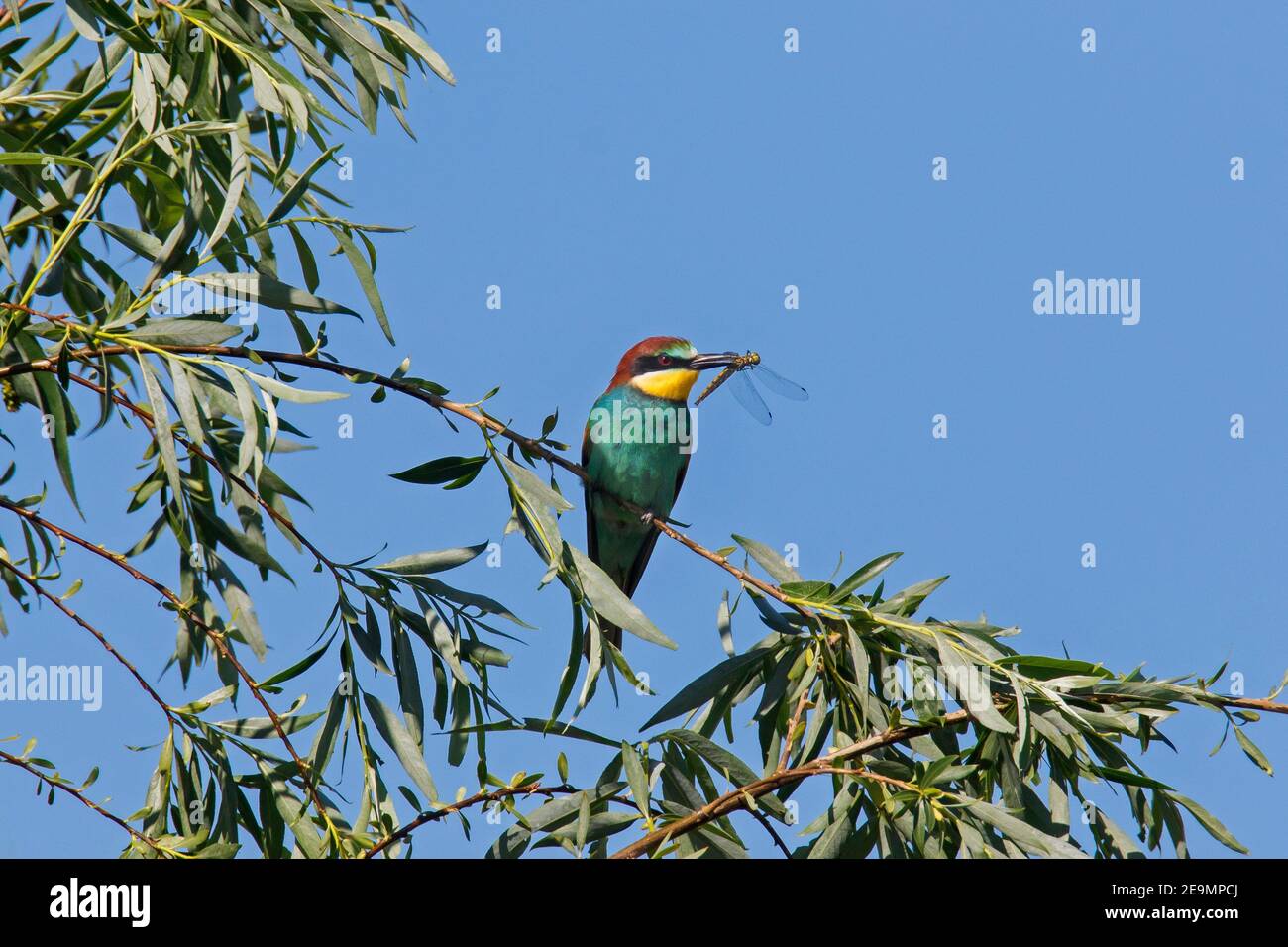 European bee-eater (Merops apiaster) perched in tree with caught dragonfly prey in beak Stock Photo