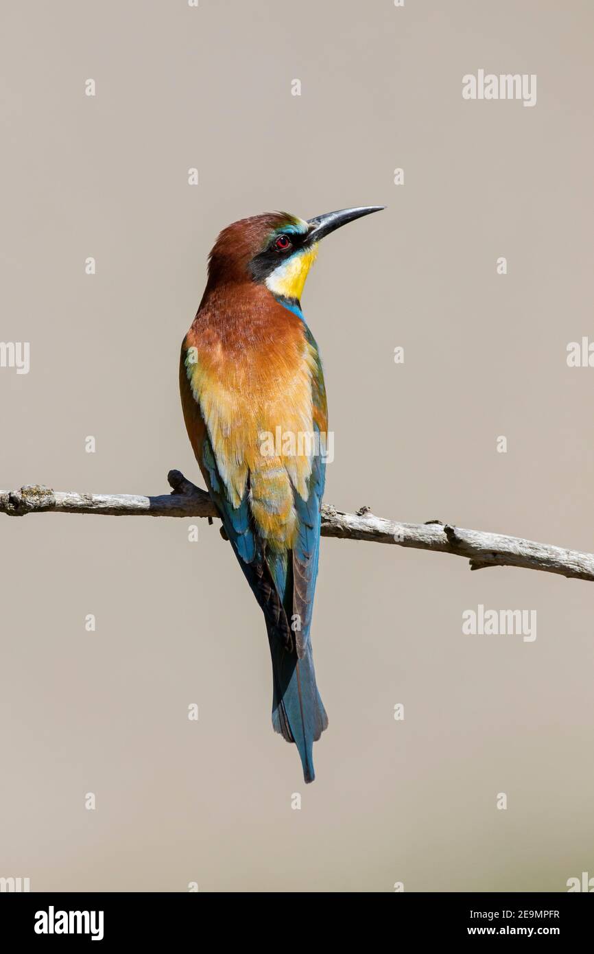 European bee-eater (Merops apiaster) perched in tree Stock Photo