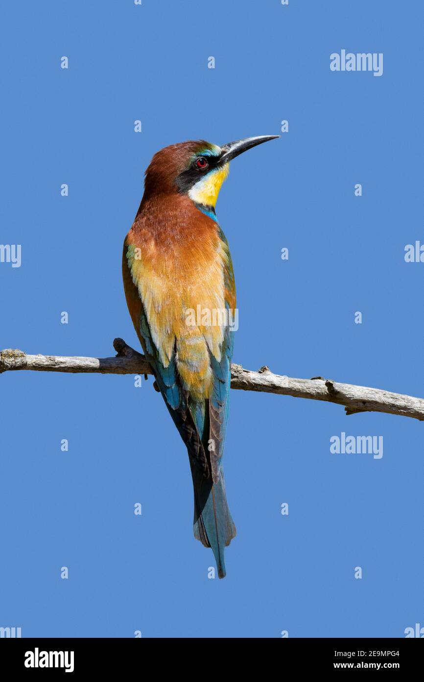 European bee-eater (Merops apiaster) perched in tree Stock Photo