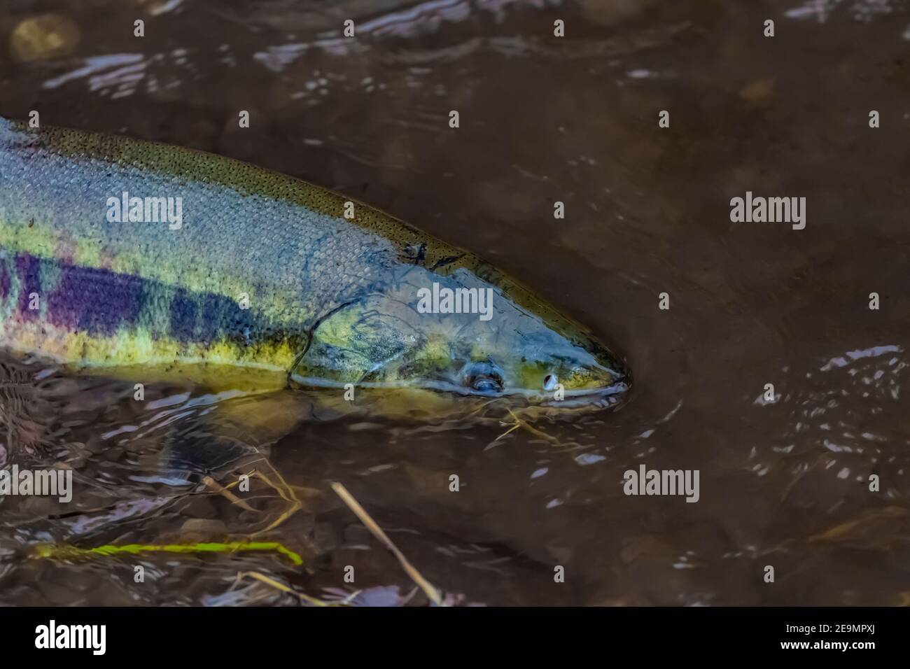 Chum Salmon, Oncorhynchus keta, in spawning stream off the Skokomish River and Hood Canal on the Olympic Peninsula, Washington State, USA Stock Photo
