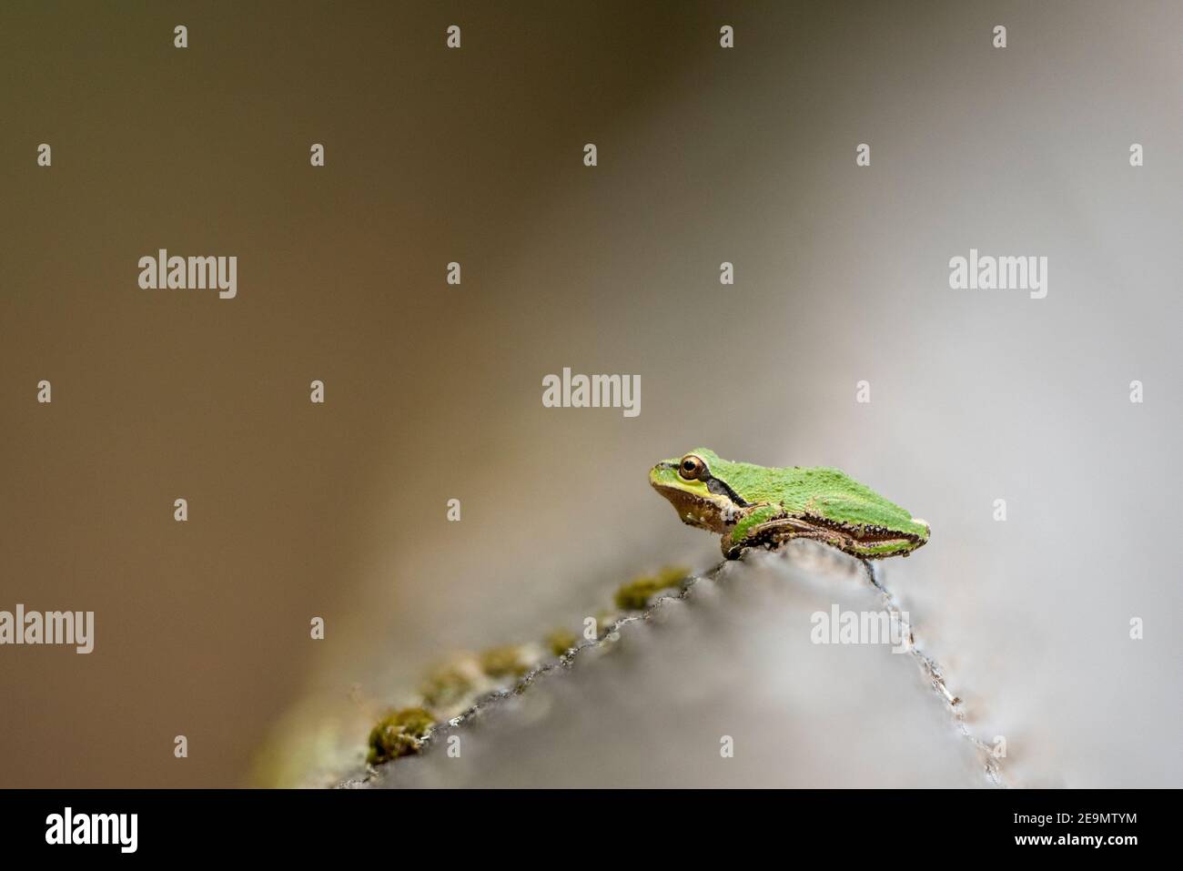 Pacific Tree Frog Stock Photo Alamy