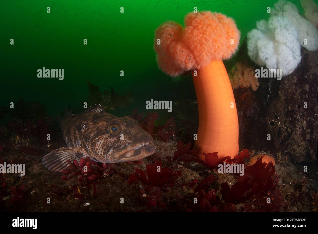 Lingcod next to plumose anemone Stock Photo