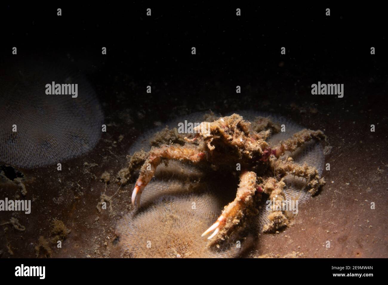 Kelp Crab Stock Photo Alamy