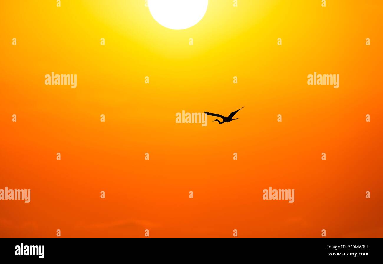 A Bird Silhouette is Flying in a Bright Orange and Yellow Sky With the White Hot Sun Above Stock Photo