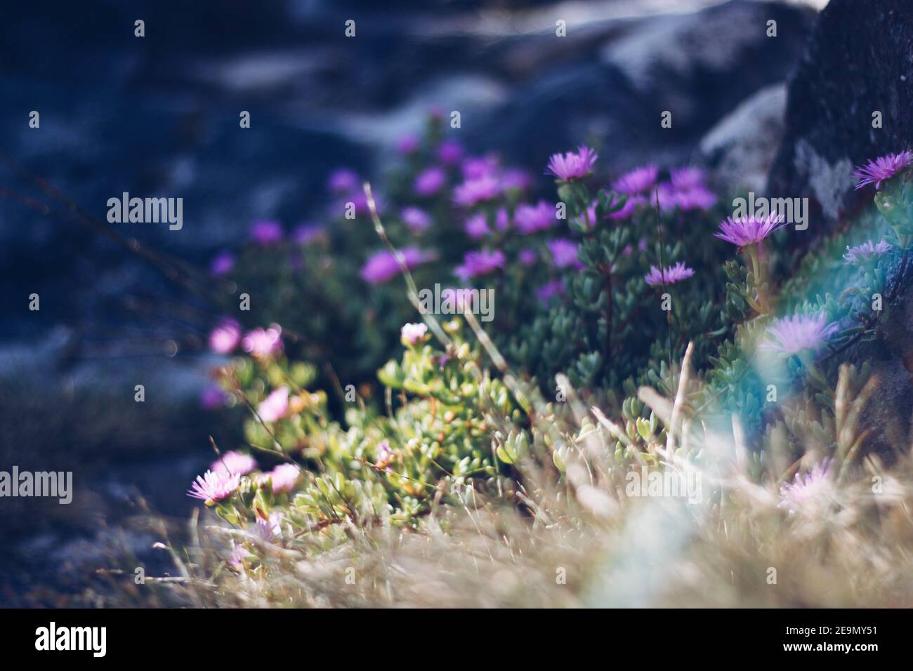 Closeup shot of wild blooming purple flowers in a forest on a sunny day ...