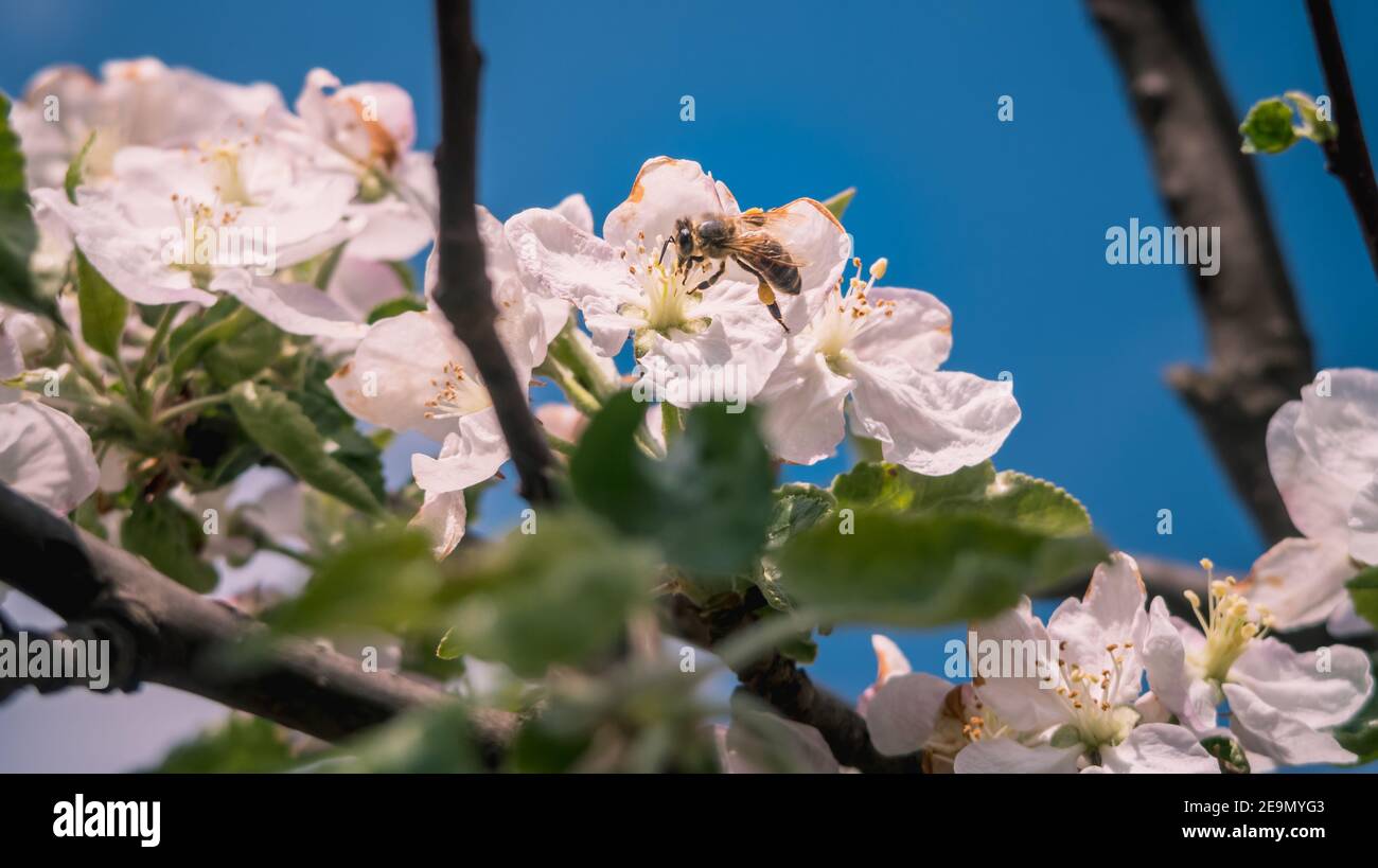 Closeup of a bee collecting pollen from a white flower Stock Photo