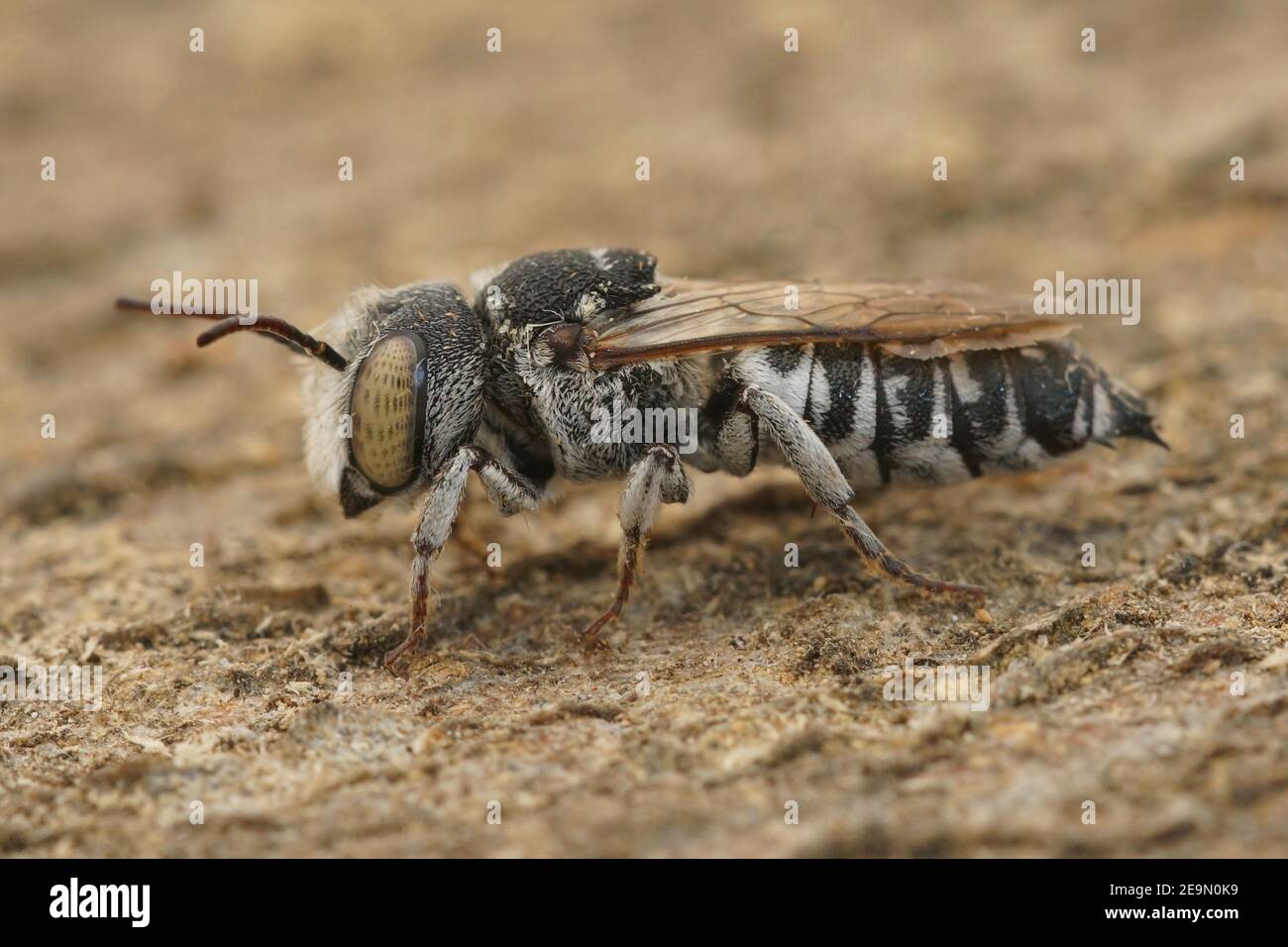Close up of a cleptoparsite bee, Coelioxys acanthura Stock Photo