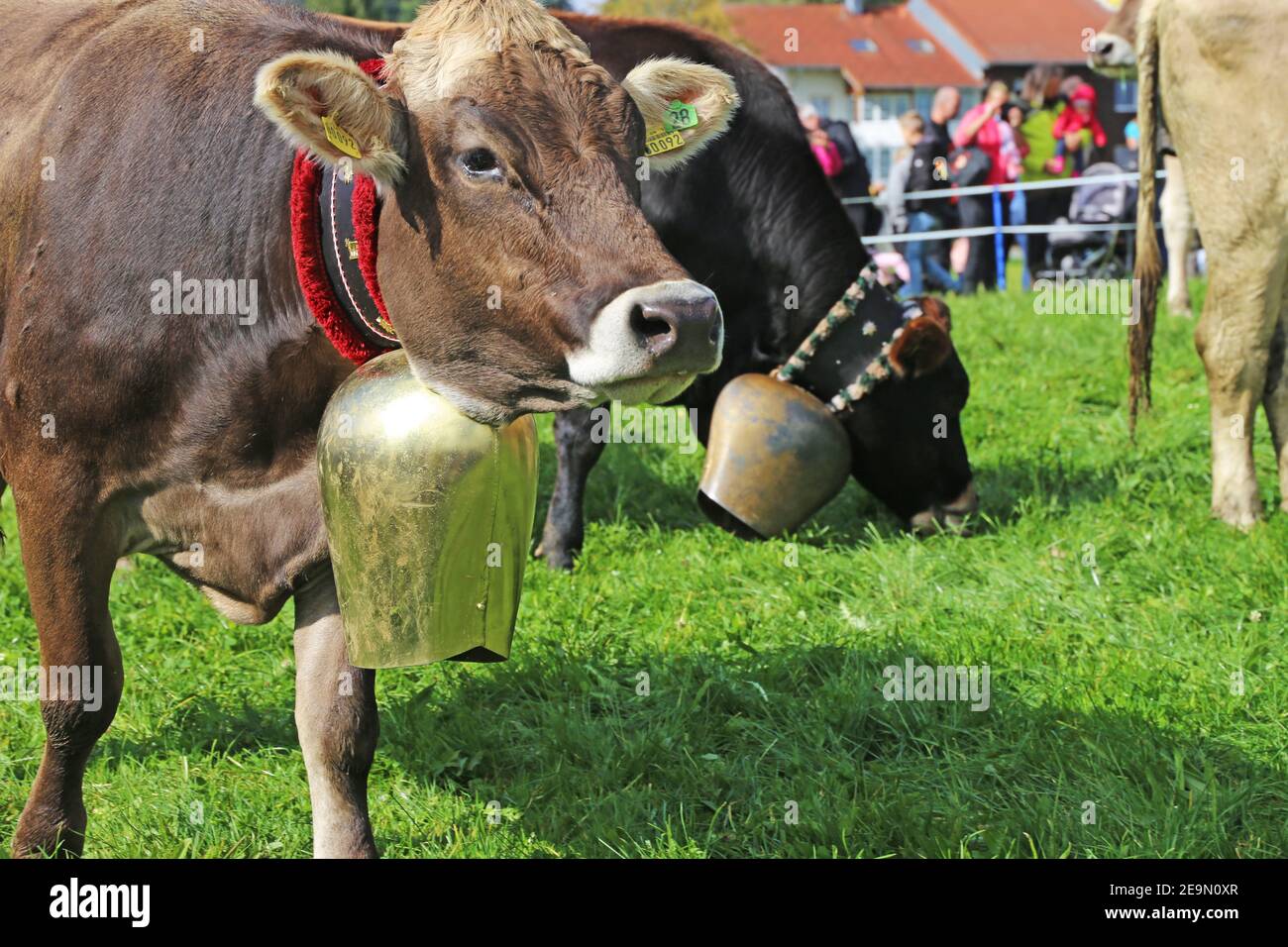 Adorned cows hi-res stock photography and images - Alamy