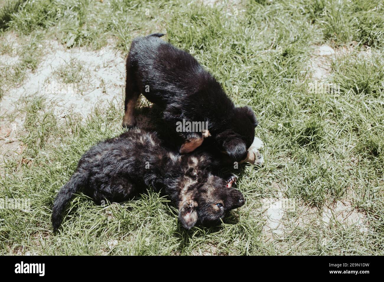 Adorable black dogg playing together on the green grass Stock Photo - Alamy