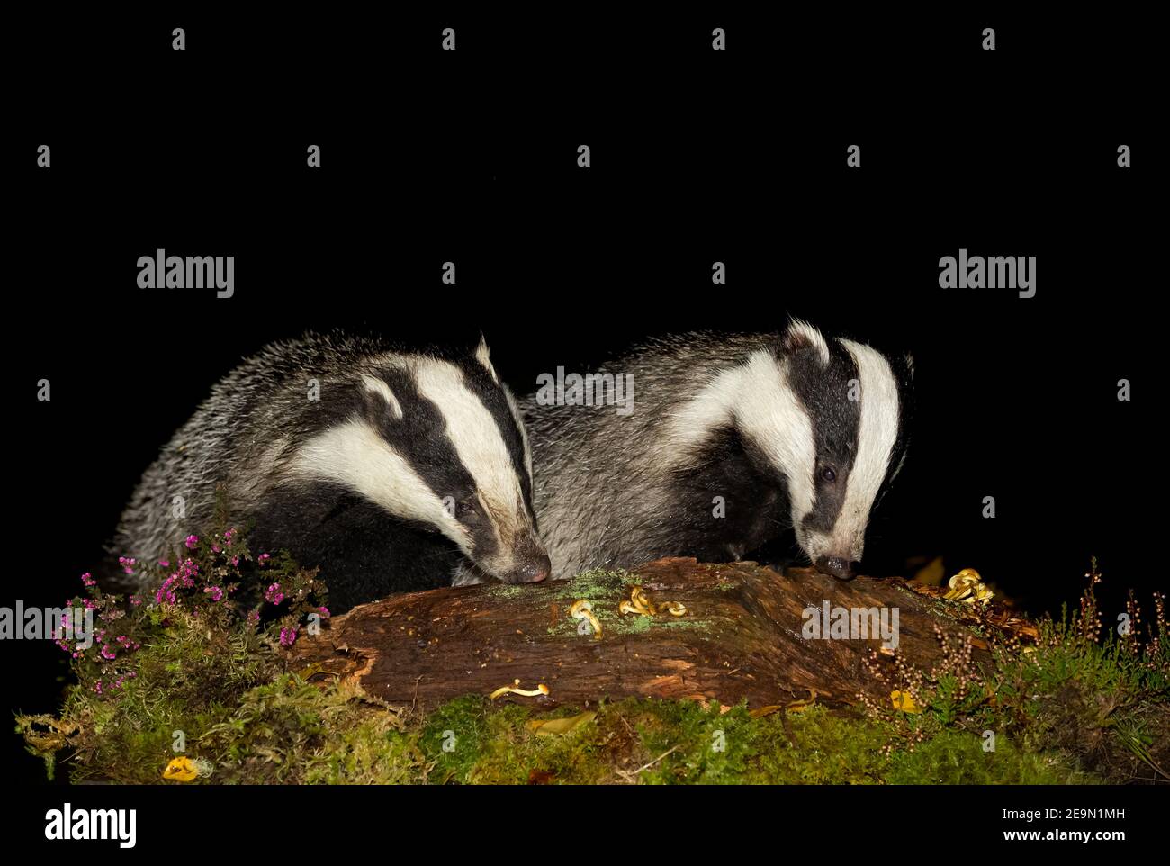 Badgers, Scientific name, Meles Meles. Two wild, native Eurasian badgers foraging at night on a log in Autumn, with green moss, toadstools and purple Stock Photo