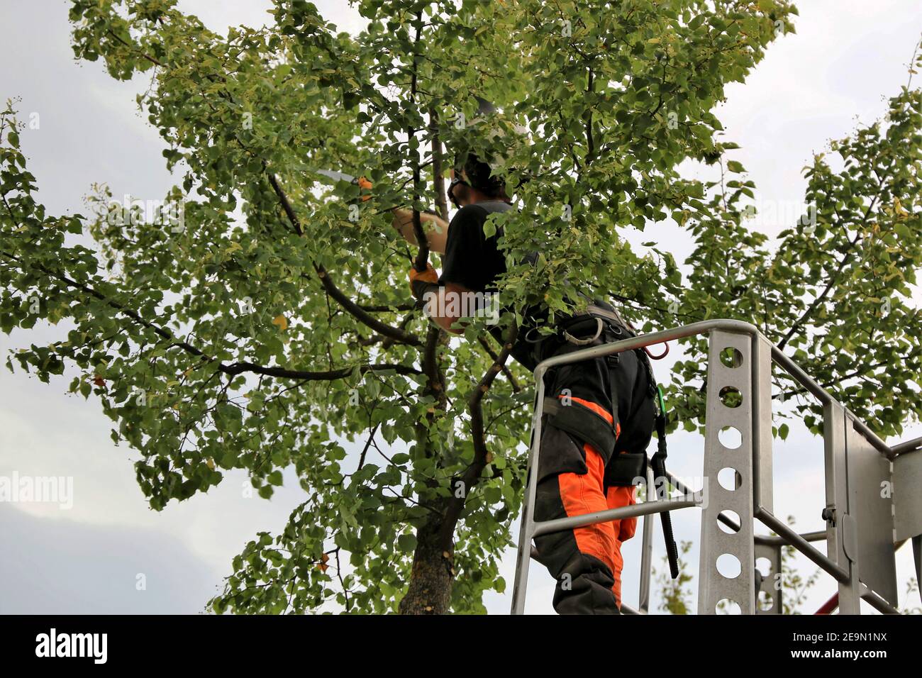 Workers on the working platform during tree cutting or tree maintenance ...