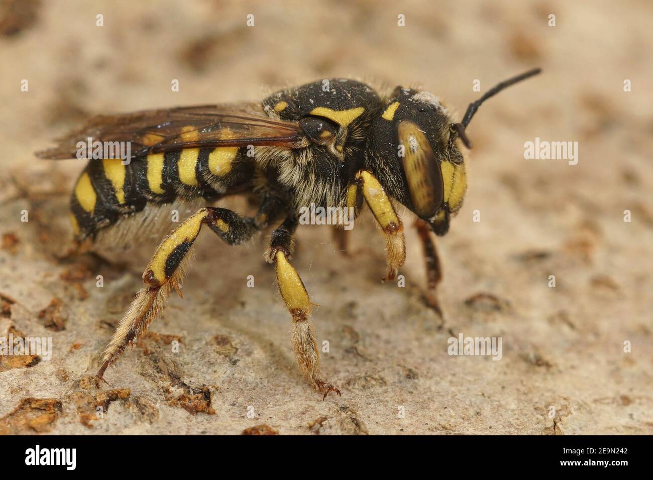 Close up of one of the larger carder bees in France, Anthidium florentinum Stock Photo