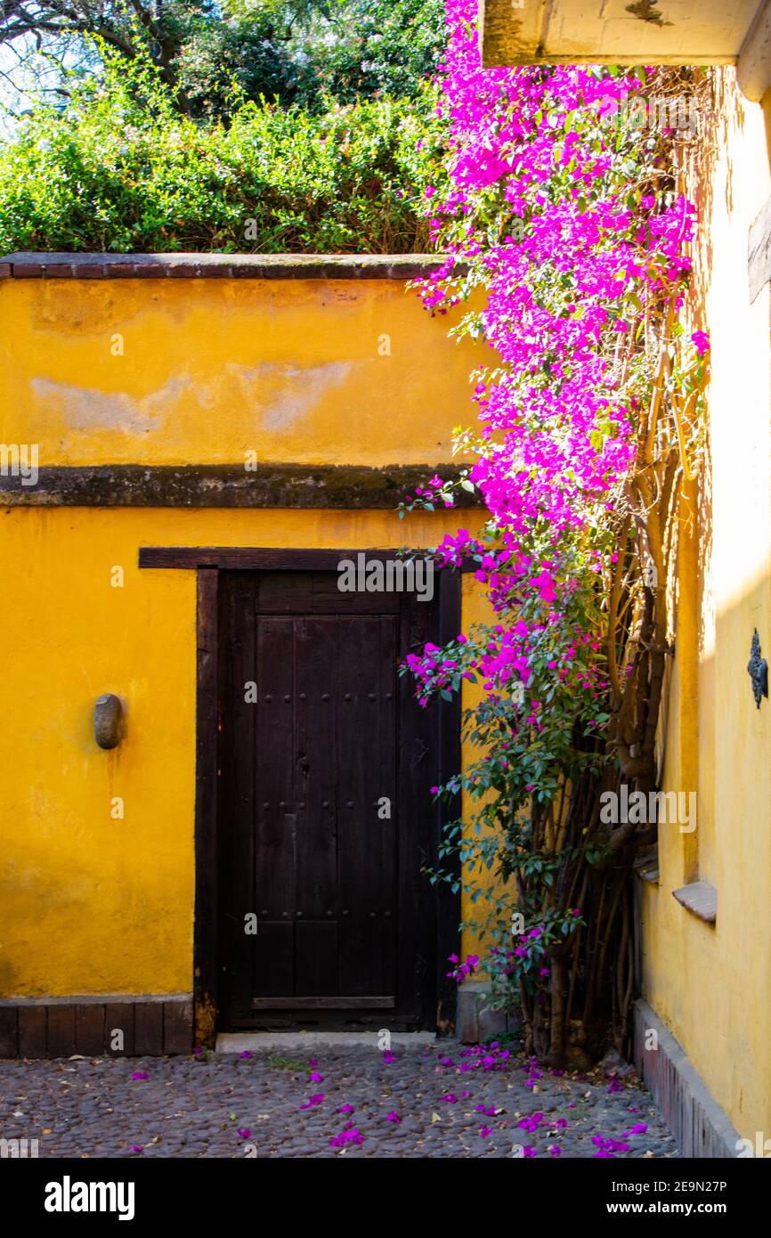 Classic yellow house and beautiful flowers in Mexico City Stock