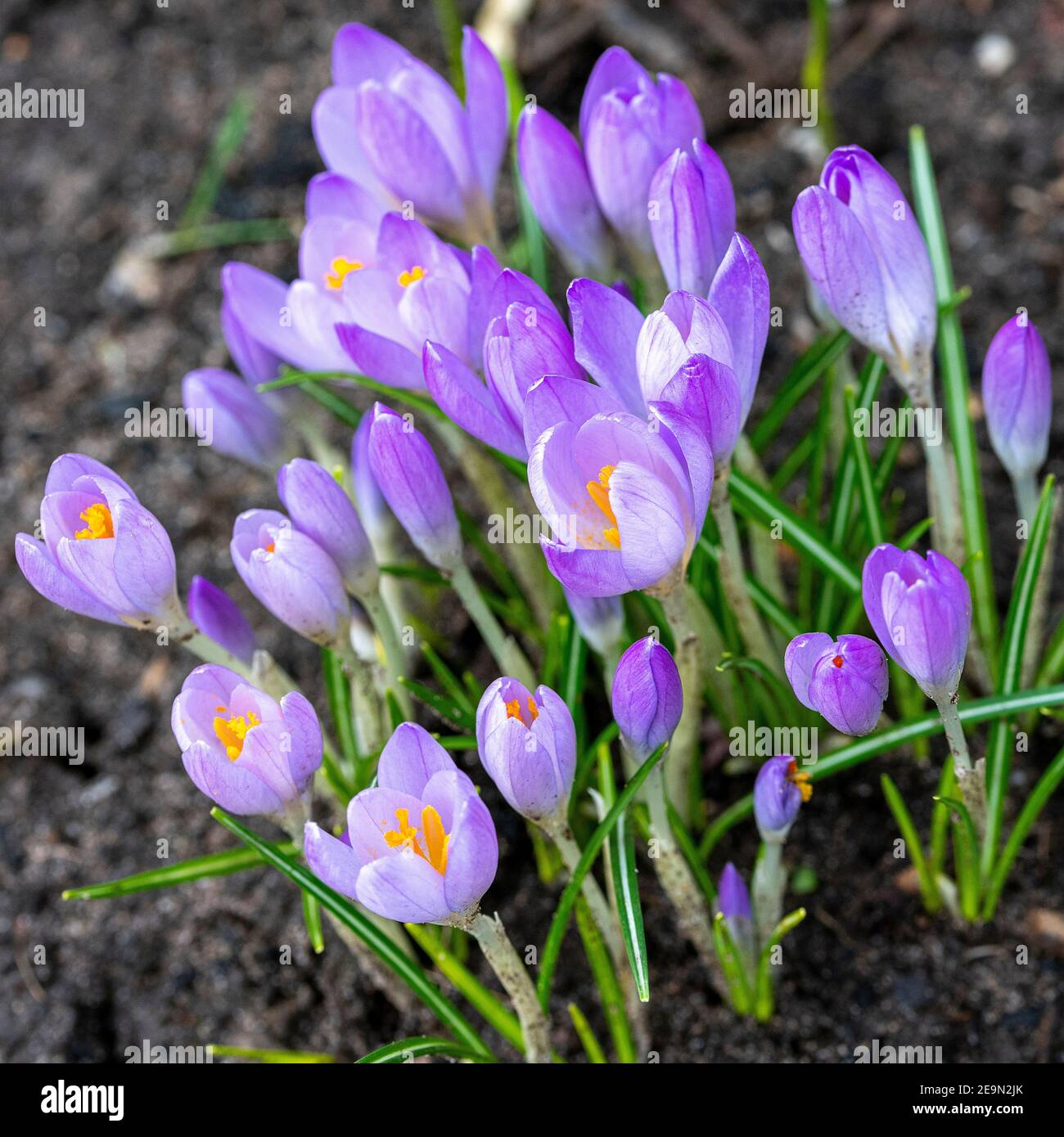 Purple Crocus Flowers Springing Into Late Winter Bloom in a Garden in Alsager Cheshire England United Kingdom UK Stock Photo