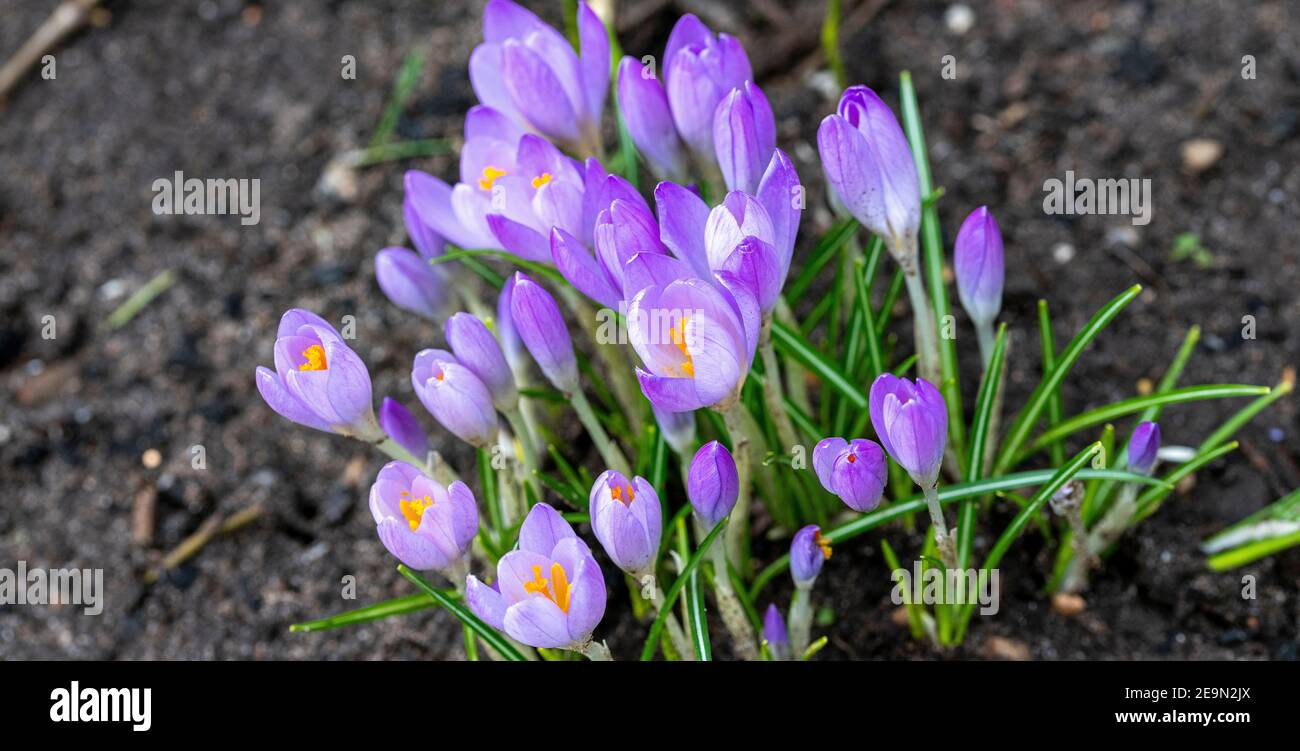 Purple Crocus Flowers Springing Into Late Winter Bloom in a Garden in Alsager Cheshire England United Kingdom UK Stock Photo