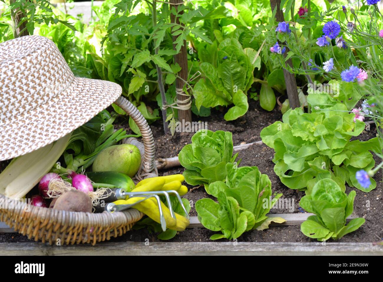 fresh vegetables in a wicker basket with hat placed in vegetable garden ...