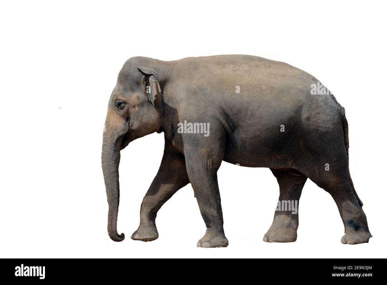 Elephant isolated on white background Stock Photo - Alamy
