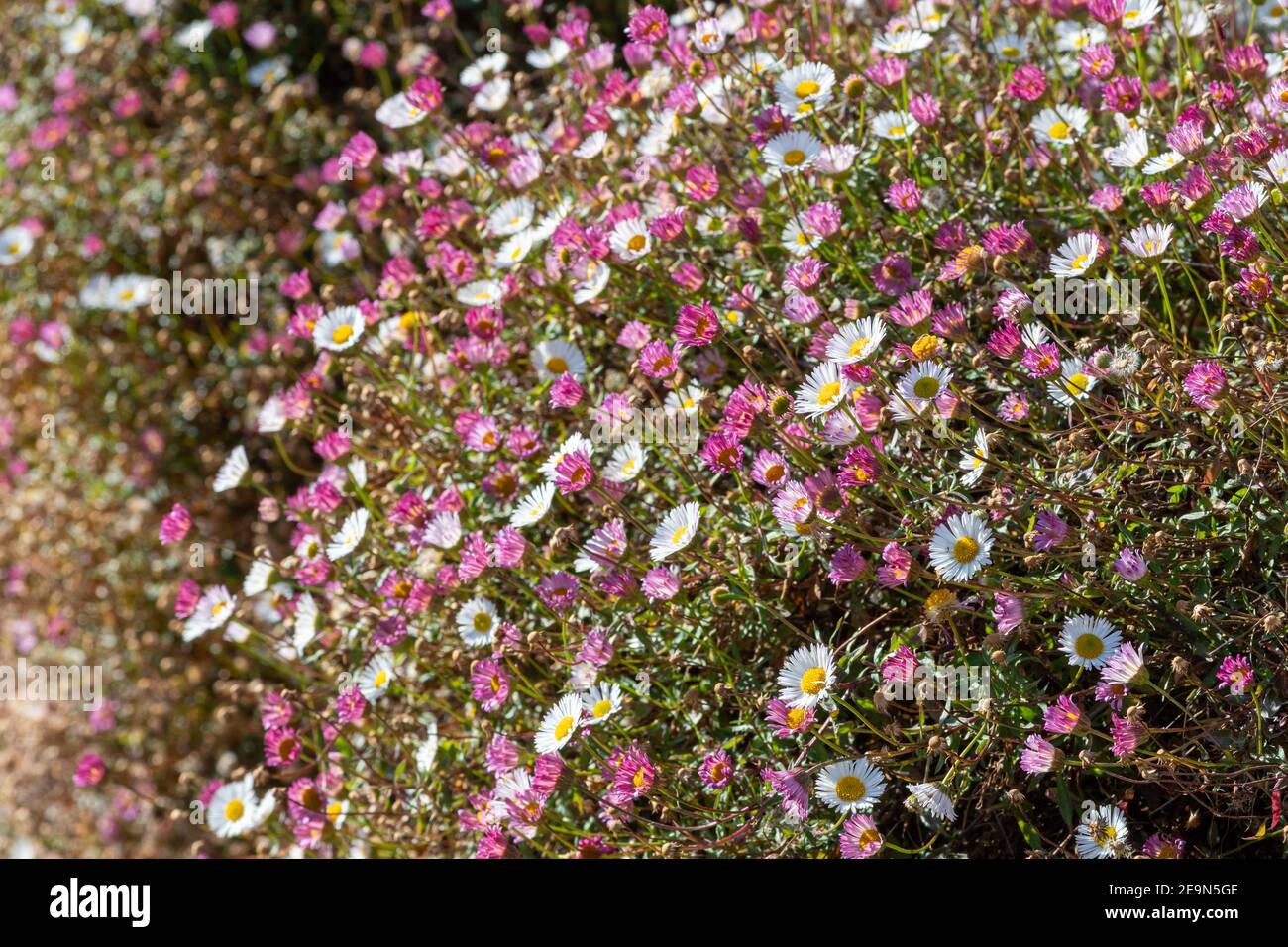 Spanish daisies (erigeron karvinskianus) growing out of a wall Stock Photo