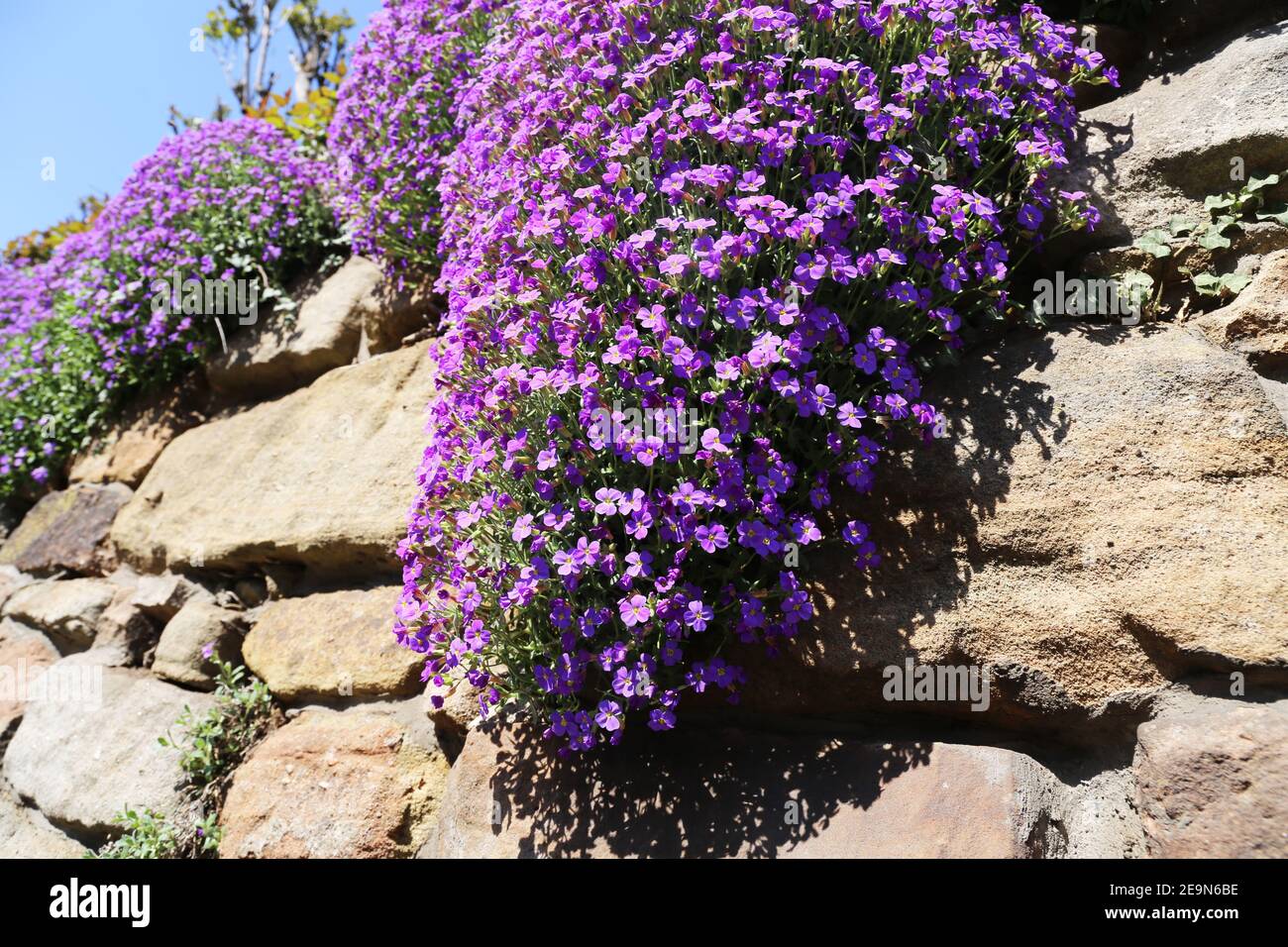 Purple rock cress (Aubrieta deltoidea) Stock Photo