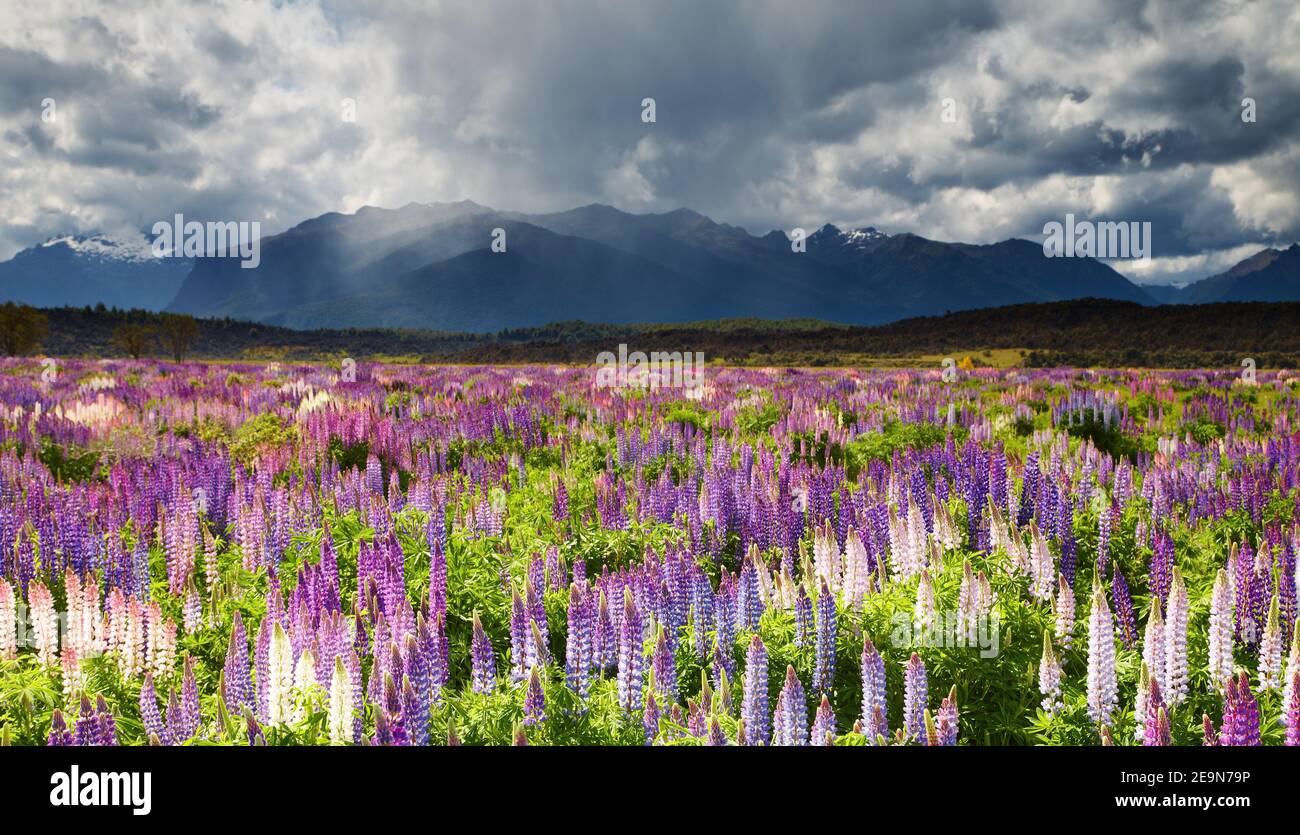 Landscape with mountains and blooming field Stock Photo