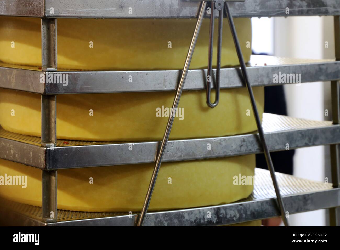 Production of Emmental in the cheese dairy (Germany Stock Photo Alamy
