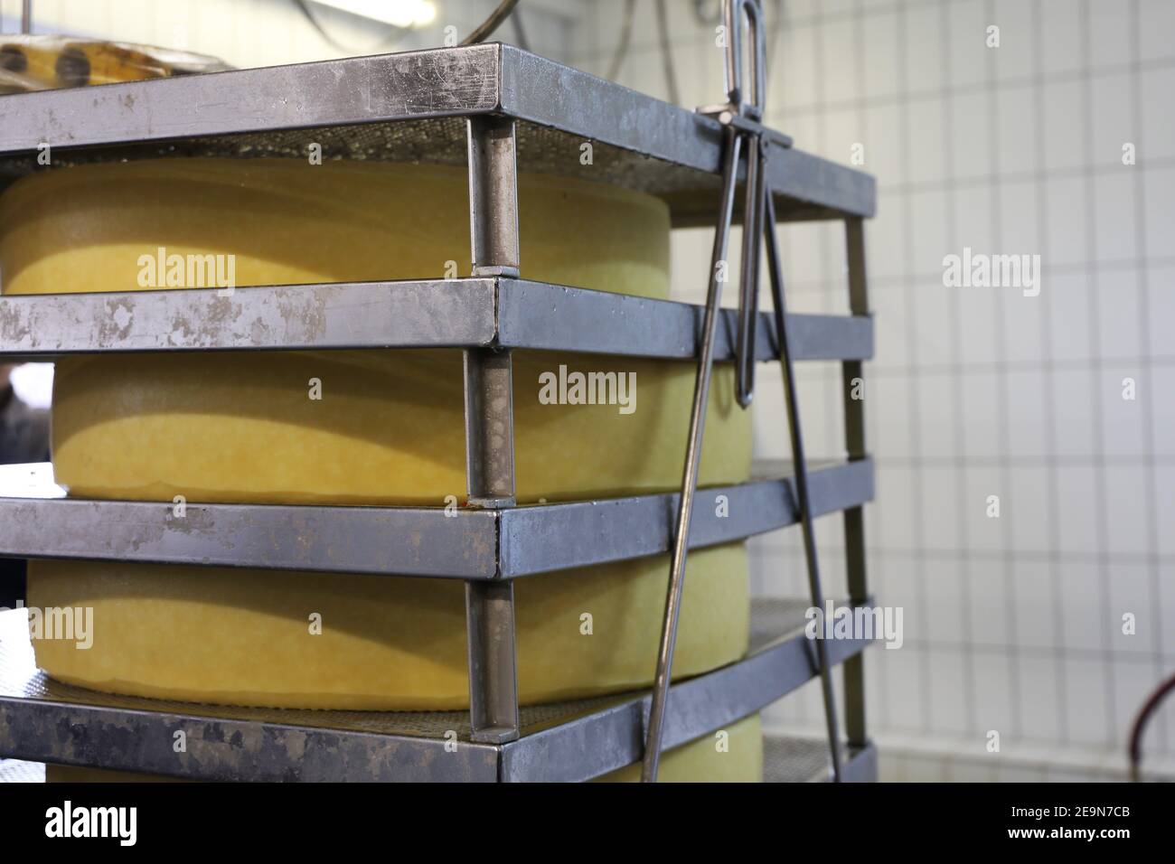 Production of Emmental in the cheese dairy (Germany Stock Photo Alamy