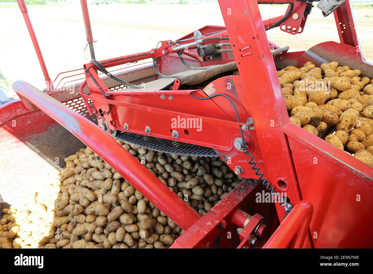 Agricultural potato harvest with harvester Stock Photo Alamy