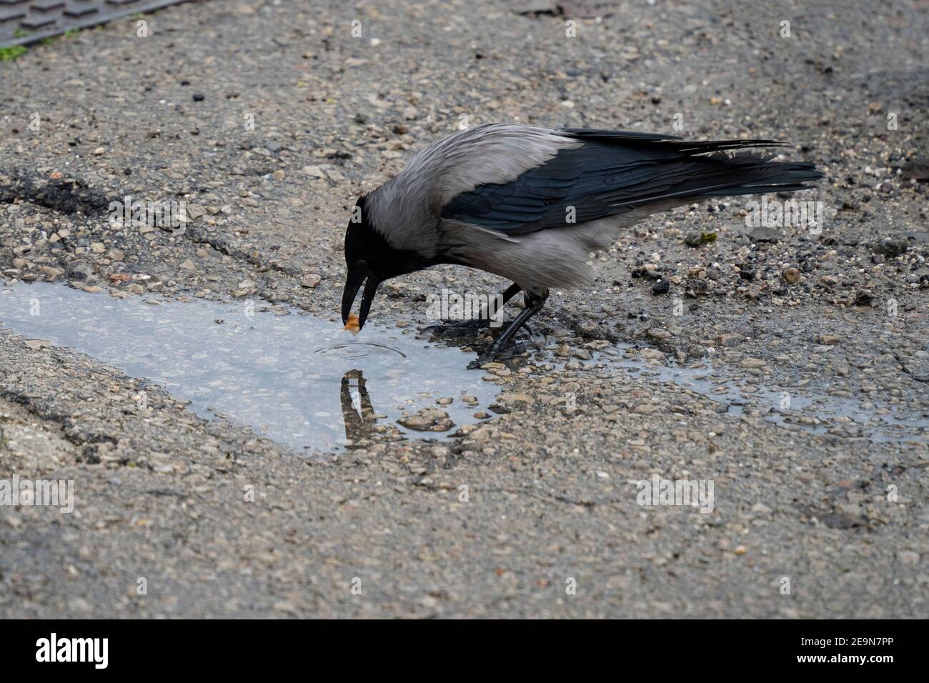 A gray crow wetting a piece of bread in a rain water puddle. Stock Photo