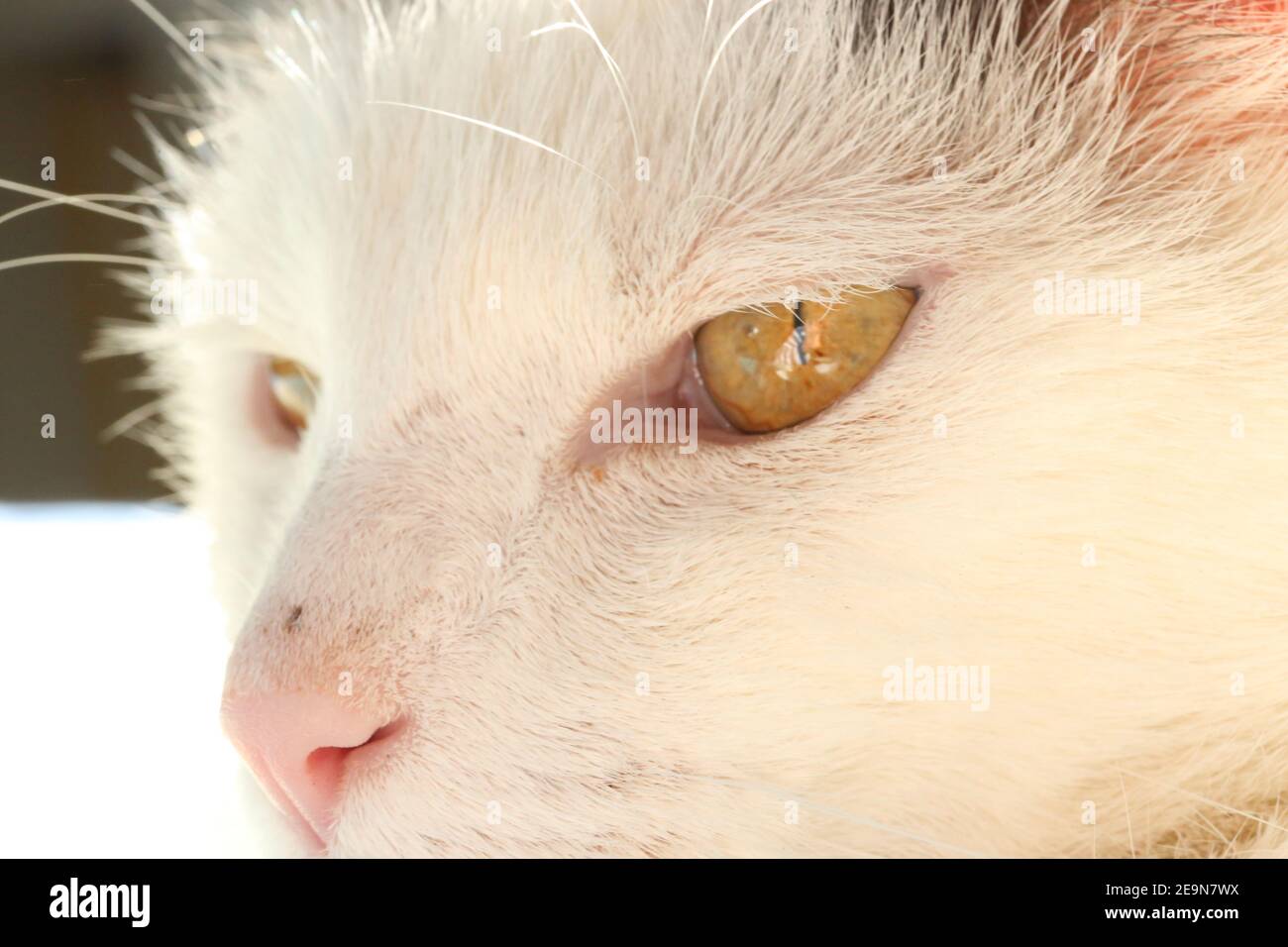 Close up portrait of a white and grey house cat Stock Photo - Alamy