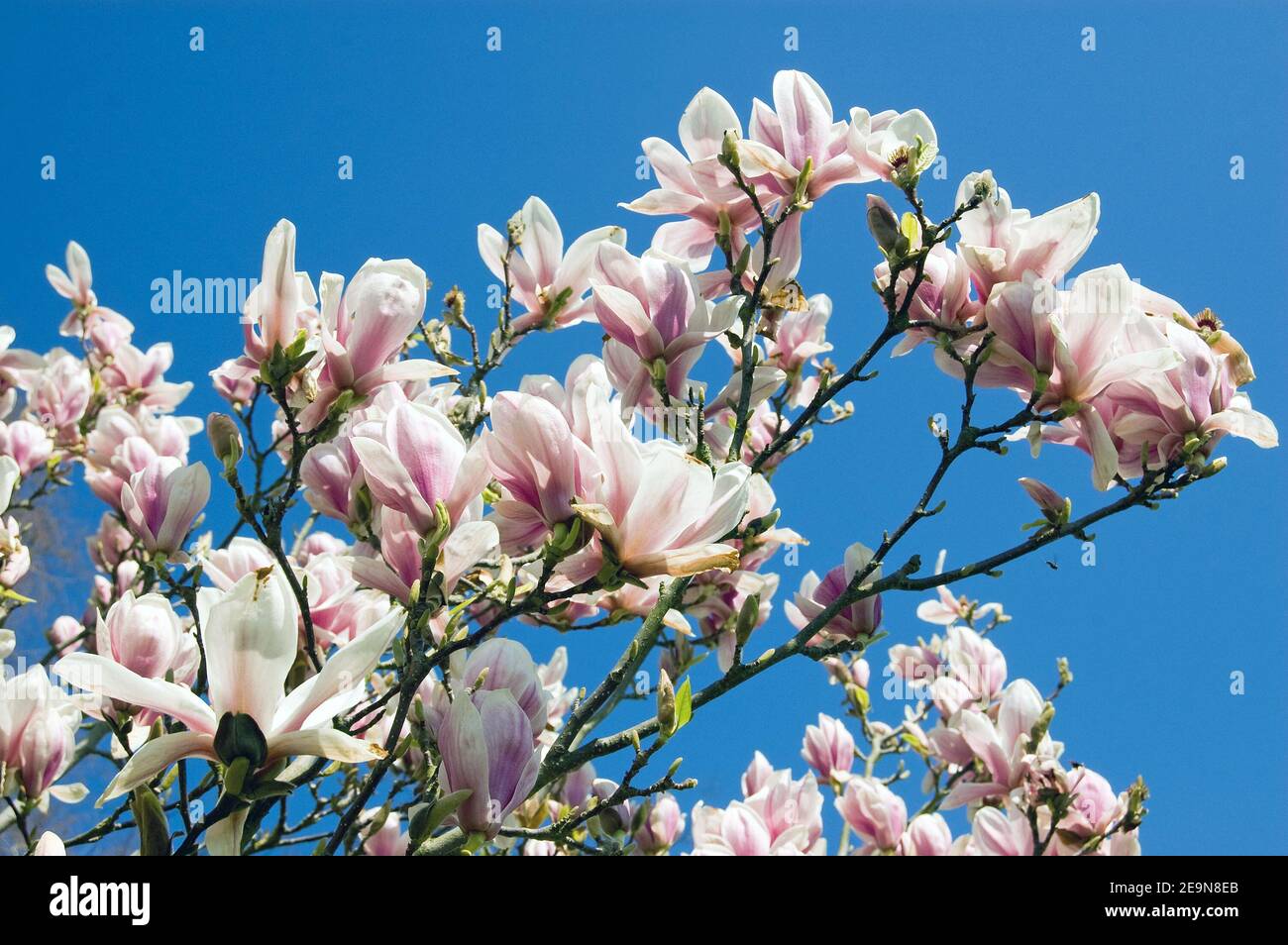 Magnolia tree in full bloom seen against a cloudless, blue sky Stock ...