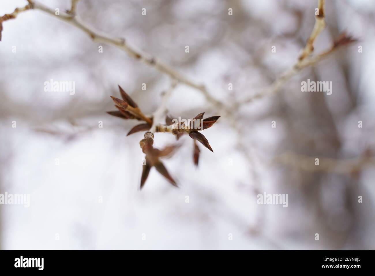 Budding tree limb hires stock photography and images Alamy