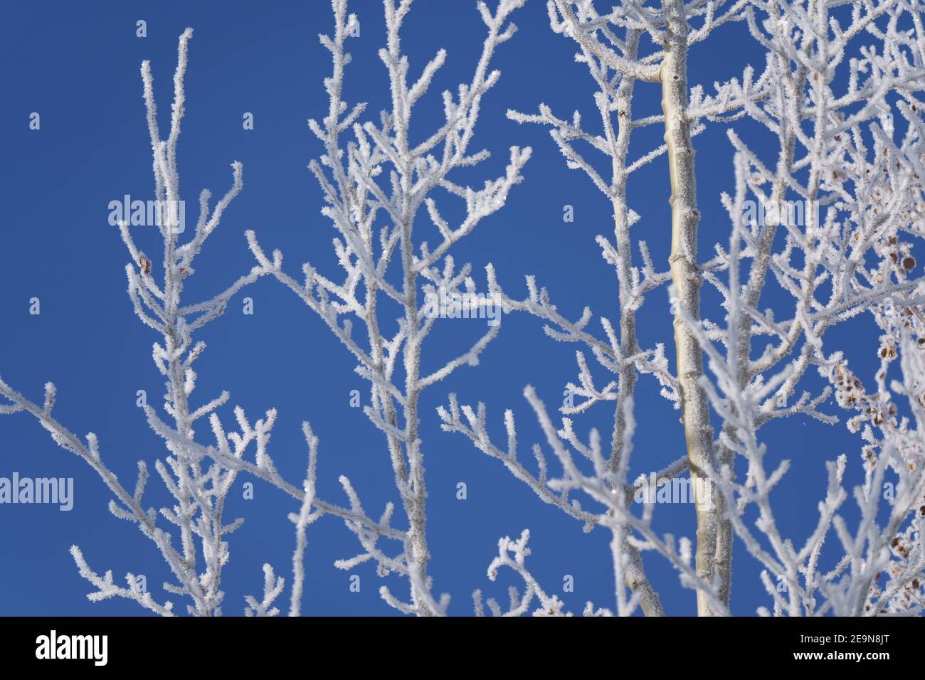 Frosty Aspen Tree Branches on Blue Sky in Winter Stock Photo