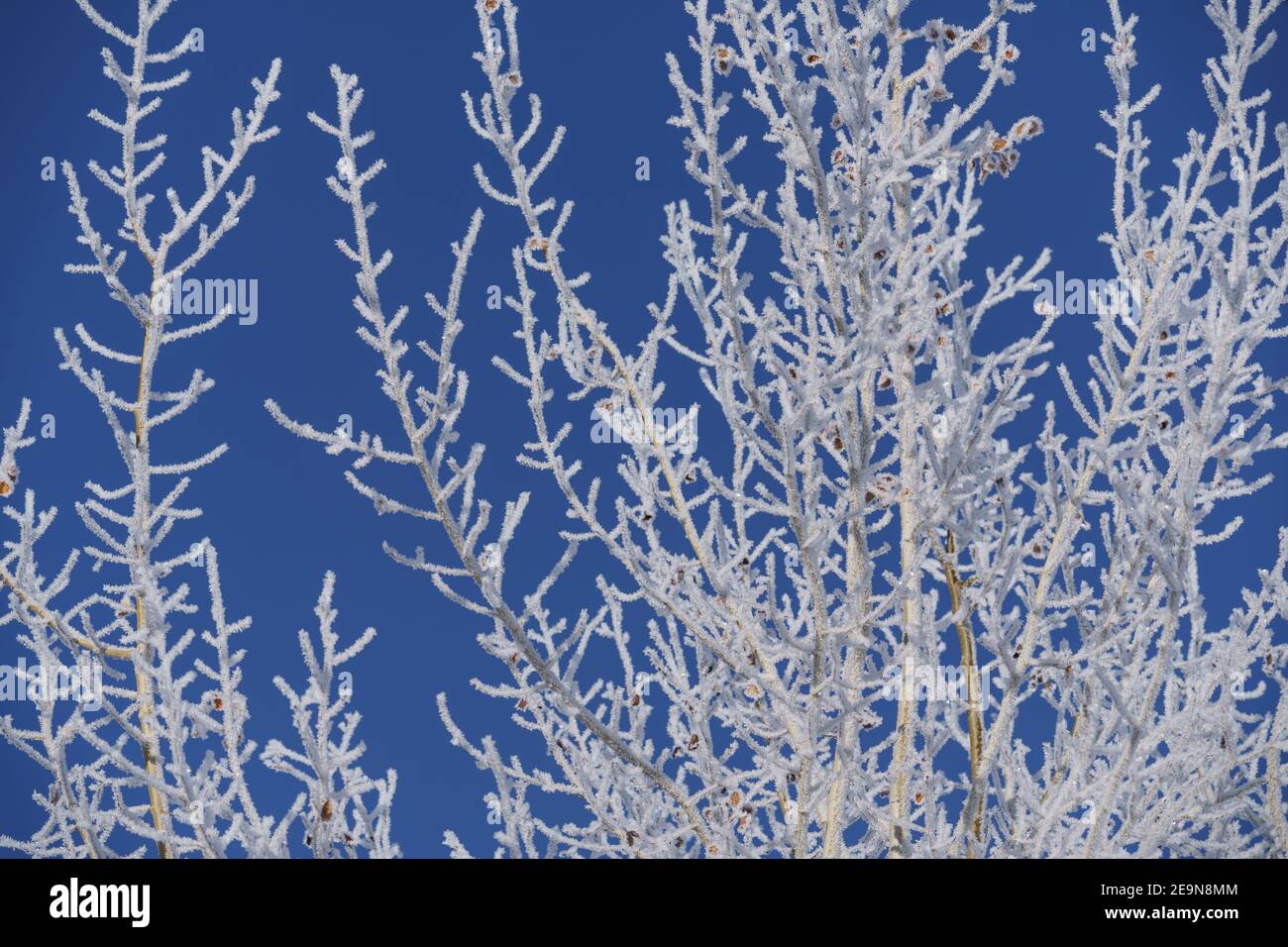 Frosty Aspen Tree Branches on Blue Sky in Winter Stock Photo