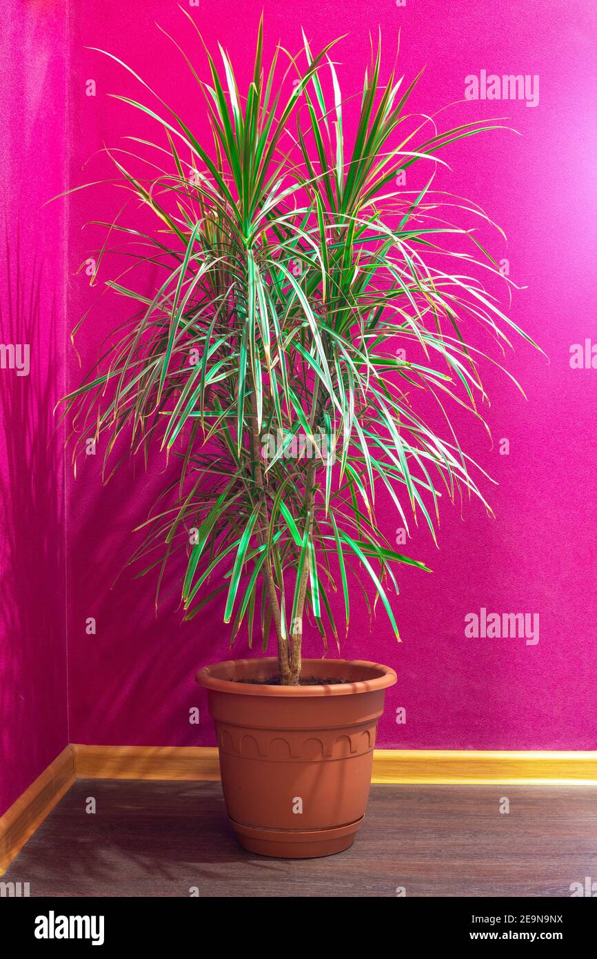 homemade palm tree dracaena in a pot against a bright red wall Stock Photo