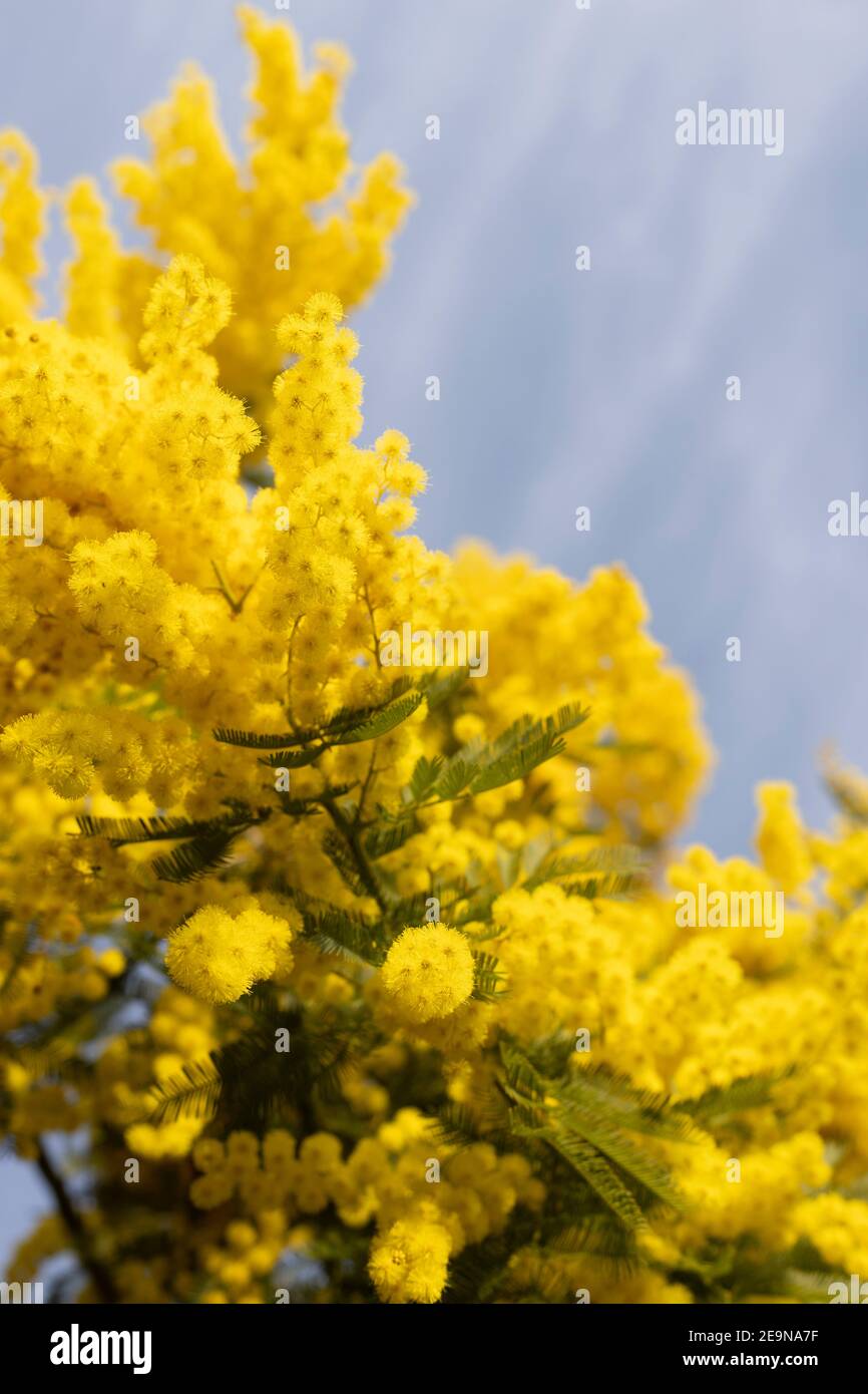 Branches of mimosa flowers , for women's day Stock Photo Alamy