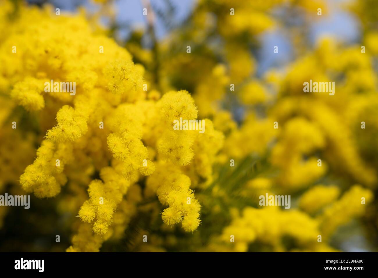 Branches of mimosa flowers , for women's day Stock Photo Alamy