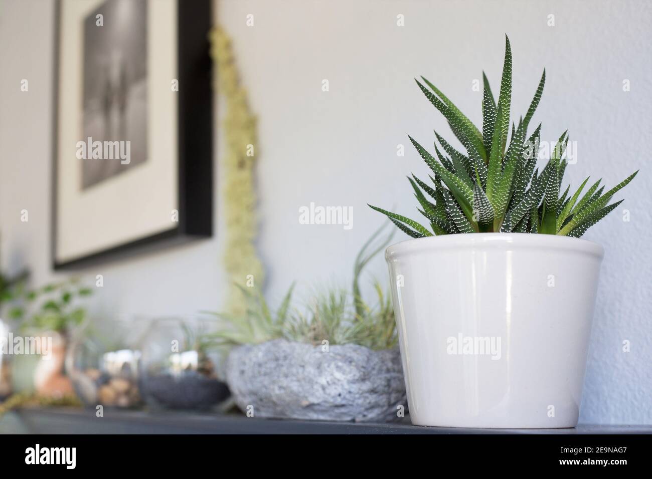 Haworthiopsis attenuata and other plants on a mantle. Stock Photo