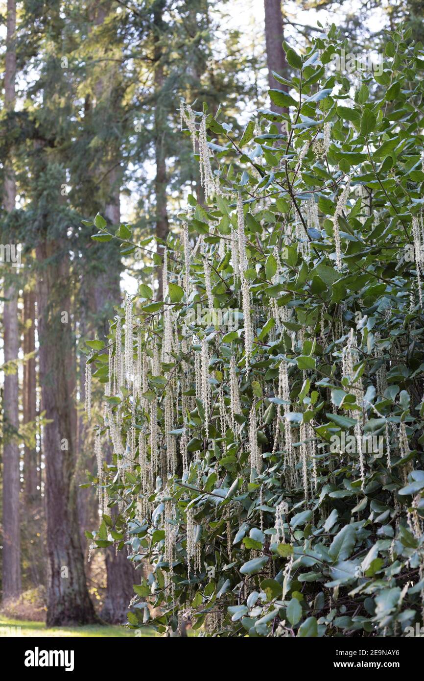 Garrya elliptica - the coast silk tassel. Stock Photo