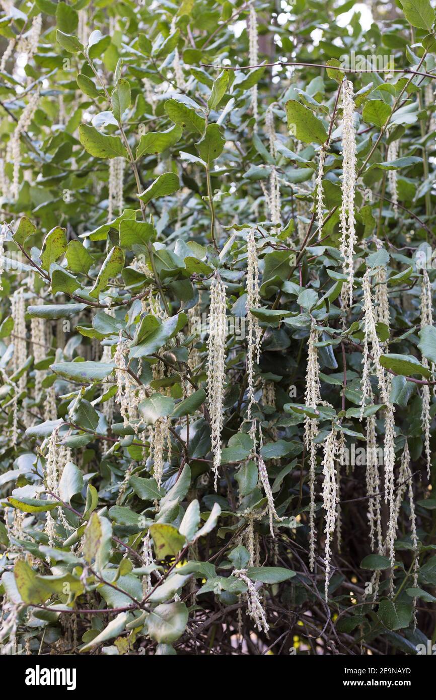 Garrya elliptica - the coast silk tassel. Stock Photo