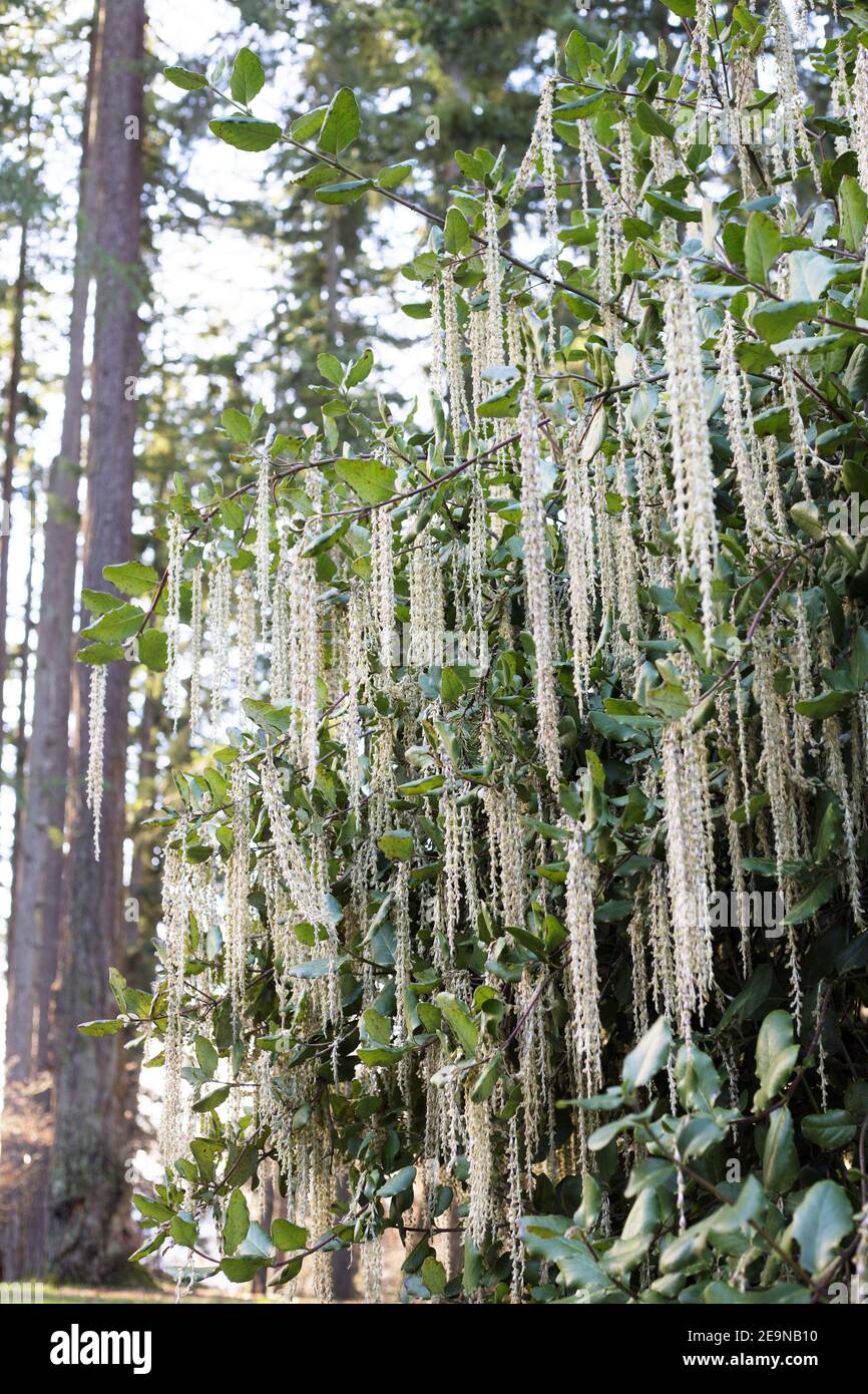 Garrya elliptica - the coast silk tassel. Stock Photo