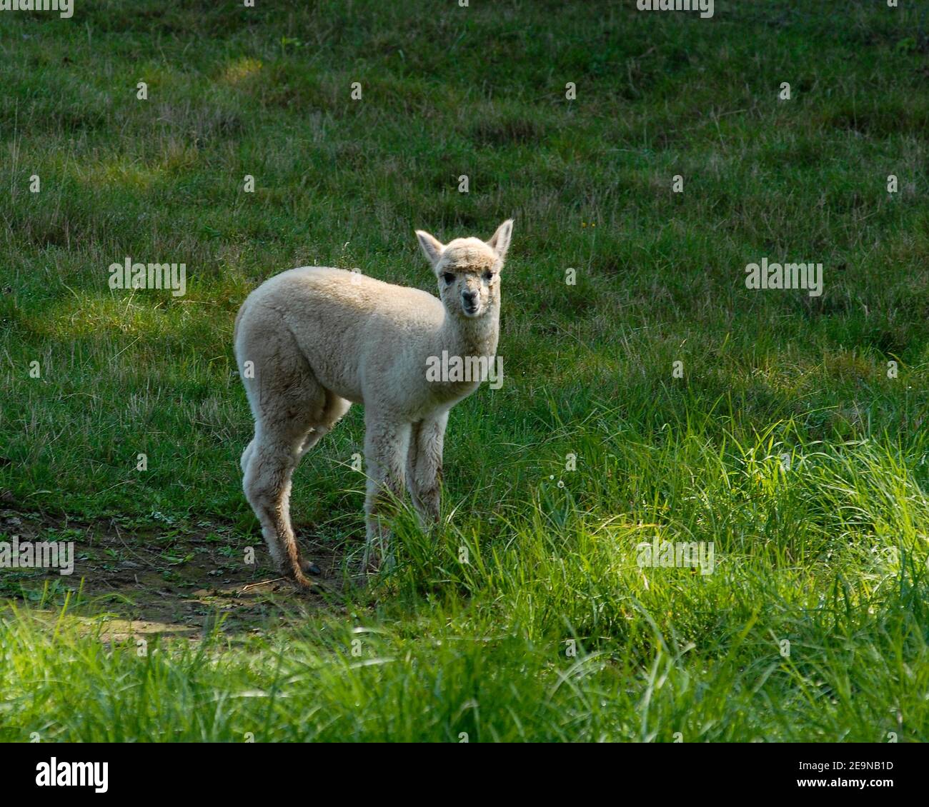 A curious baby alpaca lifts its head up while grazing on a farm in in southern New Hampshire. The fur of alpacas provide warmth for clothing. Stock Photo