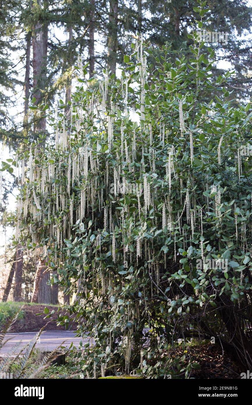 Garrya elliptica - the coast silk tassel. Stock Photo