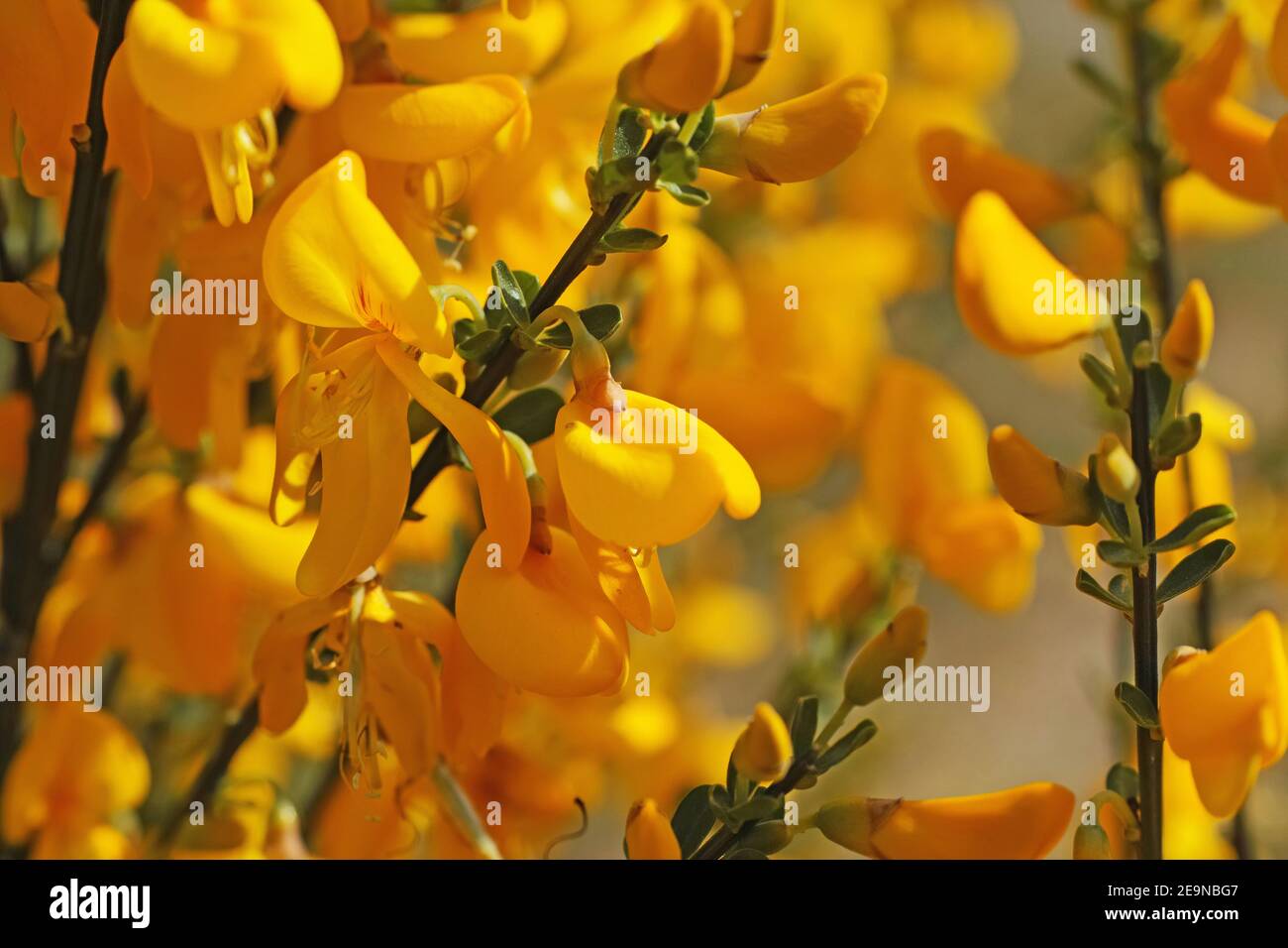 The golden yellow flowers of a broom bush. The Cytisus scoparius or common broom blooms in the spring Stock Photo