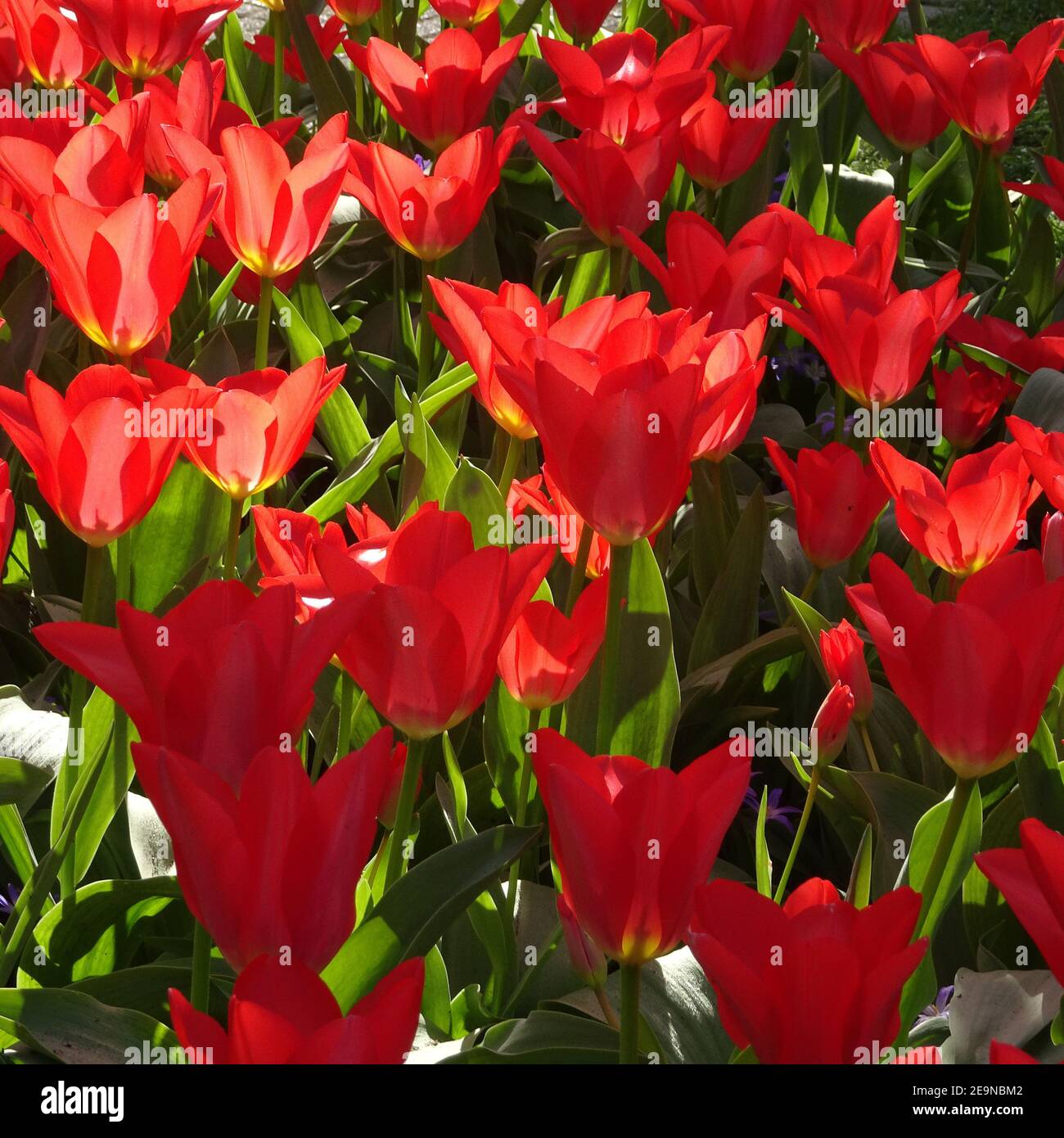 Cheerful crimson red tulips in the sunlight. It's springtime Stock Photo