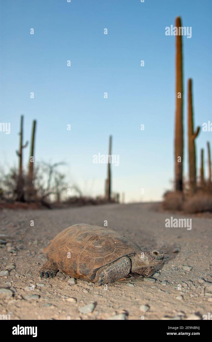 Desert Tortoise (Gopherus agassizii) Stock Photo