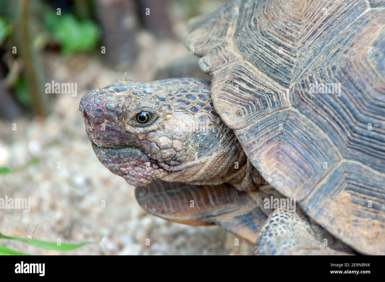 Desert Tortoise (Gopherus agassizii) Stock Photo