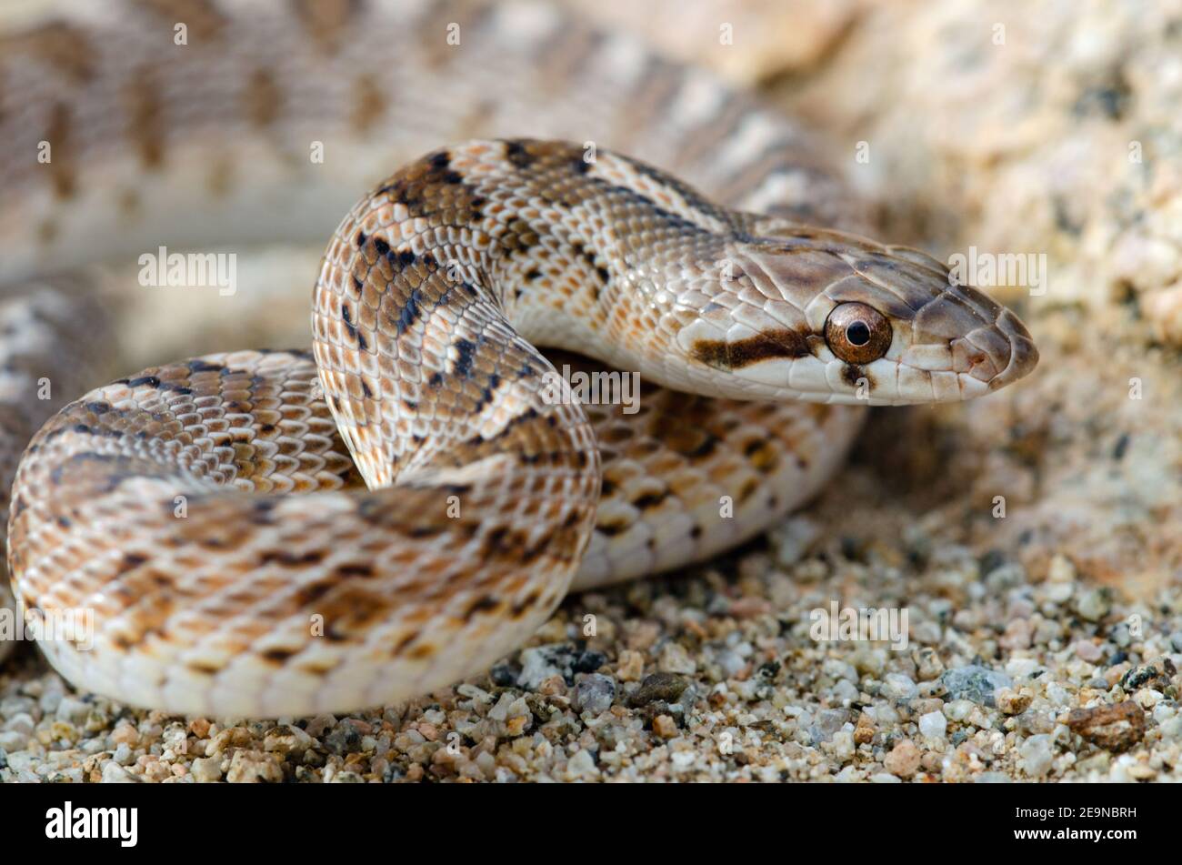 Glossy Snake (Arizona elegans) Stock Photo