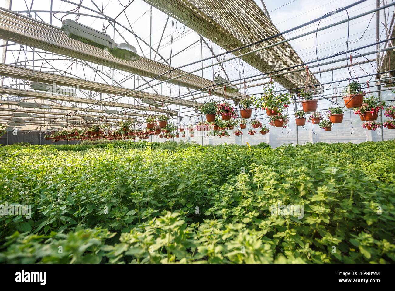 rows of young flowers in greenhouse with a lot of indoor plants on ...