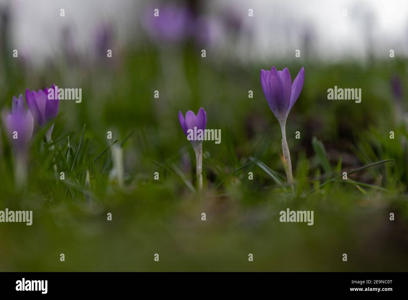 First purple Crocus flowers announcing that spring is coming with a ...